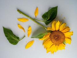 girasol acostado sobre un fondo claro foto