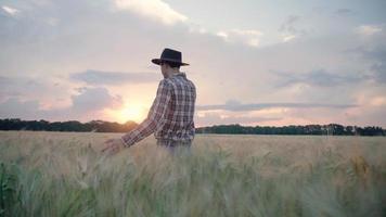 Un agriculteur se promène dans un champ de blé d'été video