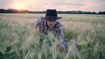 un agriculteur marchant dans un champ de blé video