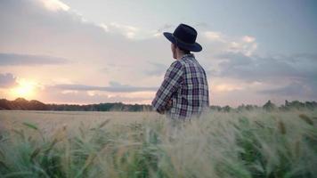 un granjero camina por un campo de trigo video