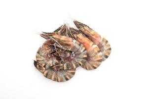 Fresh tiger prawn or shrimp isolated on white background