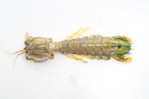 Camarón mantis fresco aislado sobre fondo blanco.