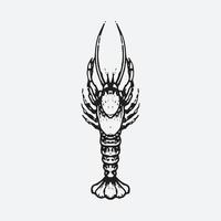 Shrimp drawing illustration vector