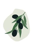 una ramita de aceituna sobre un fondo verde suave. vector