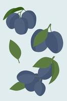 Blue plums on a blue background. vector