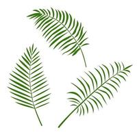 Set of tropical leaves isolated on a white background.