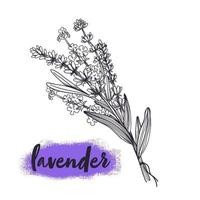 Hand drawn sketch of bouquet Lavender flowers. Vector illustration