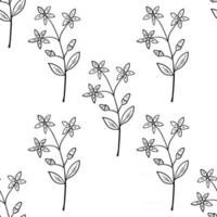 centaury seamless herb pattern vector