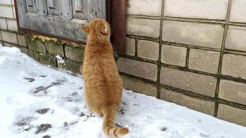 A ginger cat asks to enter the house on a winter day. video