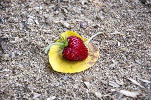 fresas maduras en una hoja amarilla foto