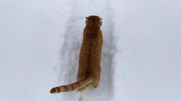 en ingefära katt springer längs ett snöigt spår en vinterdag. video