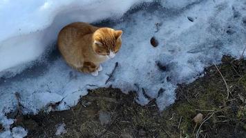 en ingefära katt sitter i snön ute en vinterdag. video