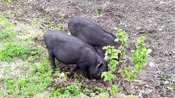Black piglets. Pigs graze on the farm near the bushes and dig their