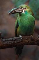 Crimson rumped toucanet photo