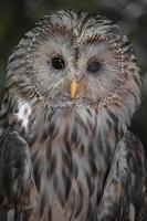 Portrait of Ural owl photo