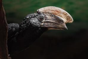 Silvery cheeked hornbill photo