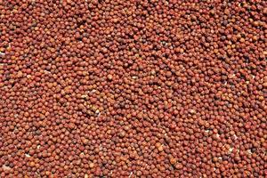 Many Asian red peppercorns drying in the sun background image photo