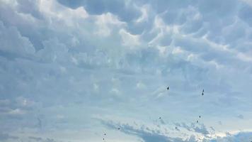 cielo azul con nubes, pájaros voladores y ramas verdes. foto