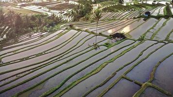 video aéreo en un campo de arroz con un paisaje increíble