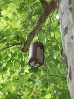 casa de murciélagos en un árbol foto