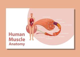 anatomía del músculo humano con anatomía del cuerpo vector