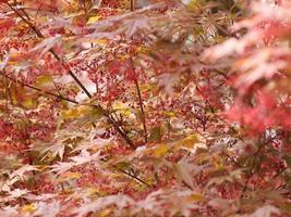 Red maple acer tree photo