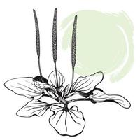 Plantain plant. The sketch is hand-drawn in ink with an abstract spot. vector