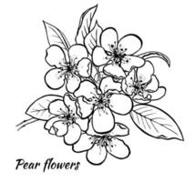 Pear inflorescences The sketch of flowers is hand drawn in ink vector