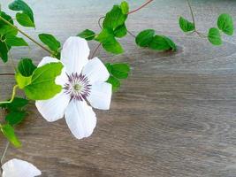 Clemátide de flores de jardín sobre un fondo gris de madera foto