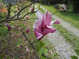 Magnolia tree flower photo