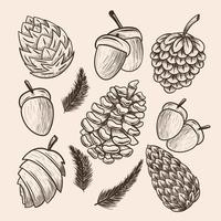 Pinecone Hand Draw Icon Set vector