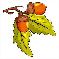 The fruit of the oak is edible. Two acorns on a branch with leaves. vector