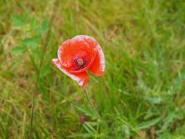 Red papaver flower photo