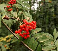 Rowan branch with orange berries and green leaves photo