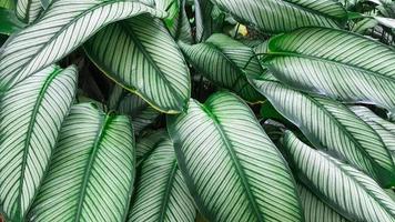 Dieffenbachia leaves from tropical jungle