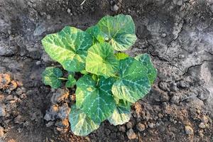 Pumpkin tree growing in the garden photo