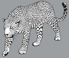 Ilustración detallada de vector de leopardo. dibujo de jaguar