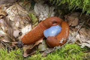 two red spanish slugs mating on the forest floor