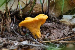Detail shot of a yellow chanterelle mushroom between pine needles photo
