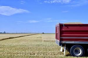 Harvesting Manitoba Wheat photo