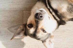 Funny mixed breed dog lying on the floor photo