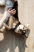 Funny mixed breed dog lying on the floor photo