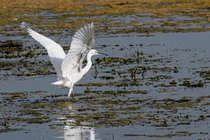 egret bird on the lake looking for prey photo