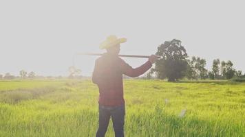 een boer met een schoffel loopt in het veld om naar rijst te kijken. video