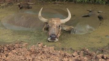 Búfalo tailandés durmiendo en agua fangosa video