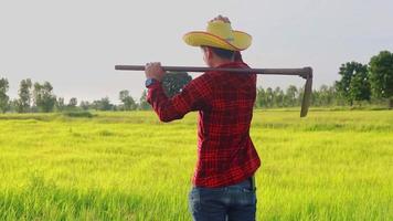 un granjero con una azada camina por el campo para mirar el arroz. video