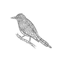 Birds coloring pages. Flying wild canary with linear floral pattern vector