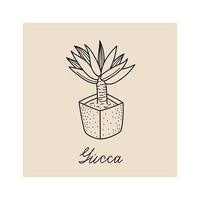 Hand drawn illustration of plant Yucca vector