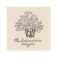 Hand drawn illustration of plant Philodendron mayor for posters vector