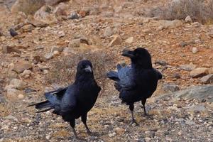 Cuervo o cuervo en Fuerteventura - Corvus corax foto